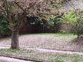 cherry snow.jpg